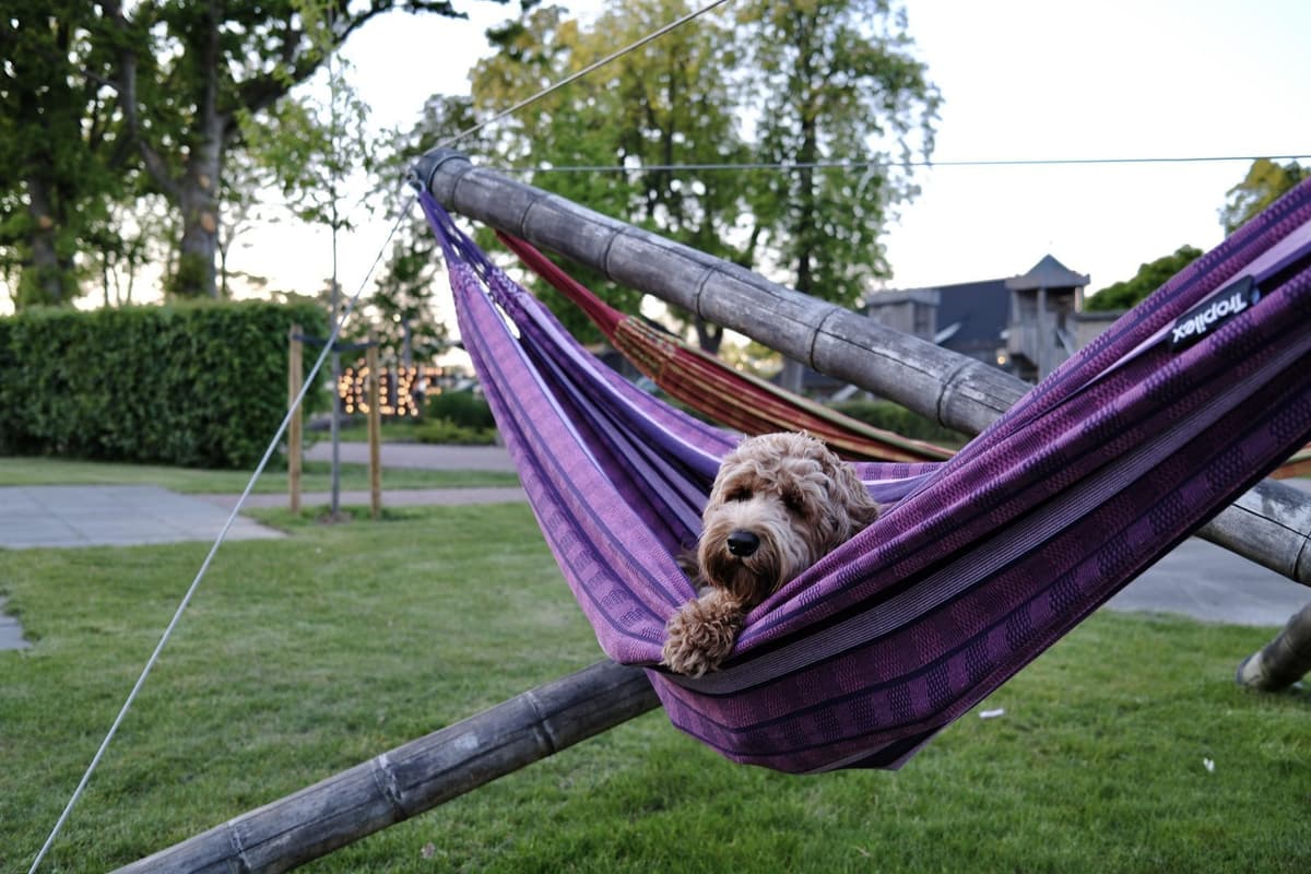 Vakantiepark in de Ardennen met de hond: 5x tips voor een actieve vakantie met je viervoeter