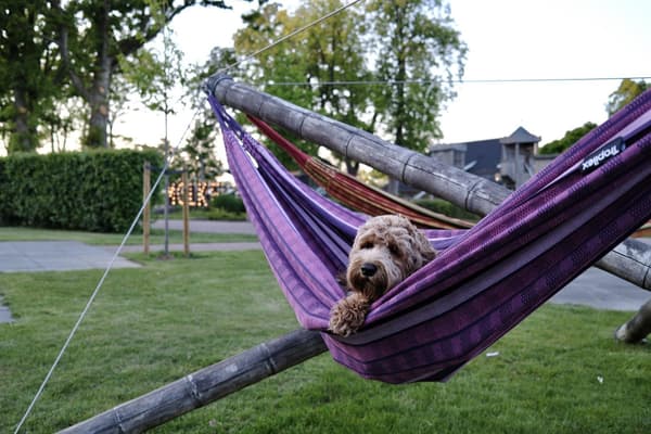 Vakantiepark in de Ardennen met de hond: 5x tips voor een actieve vakantie met je viervoeter